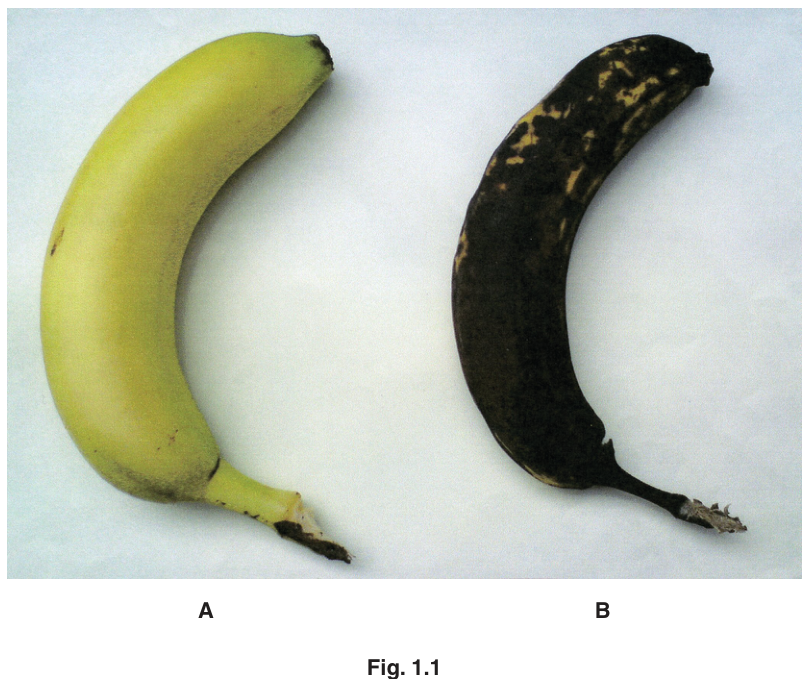 Fig. 1.1
