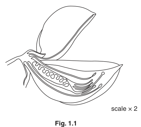 Fig. 1.1