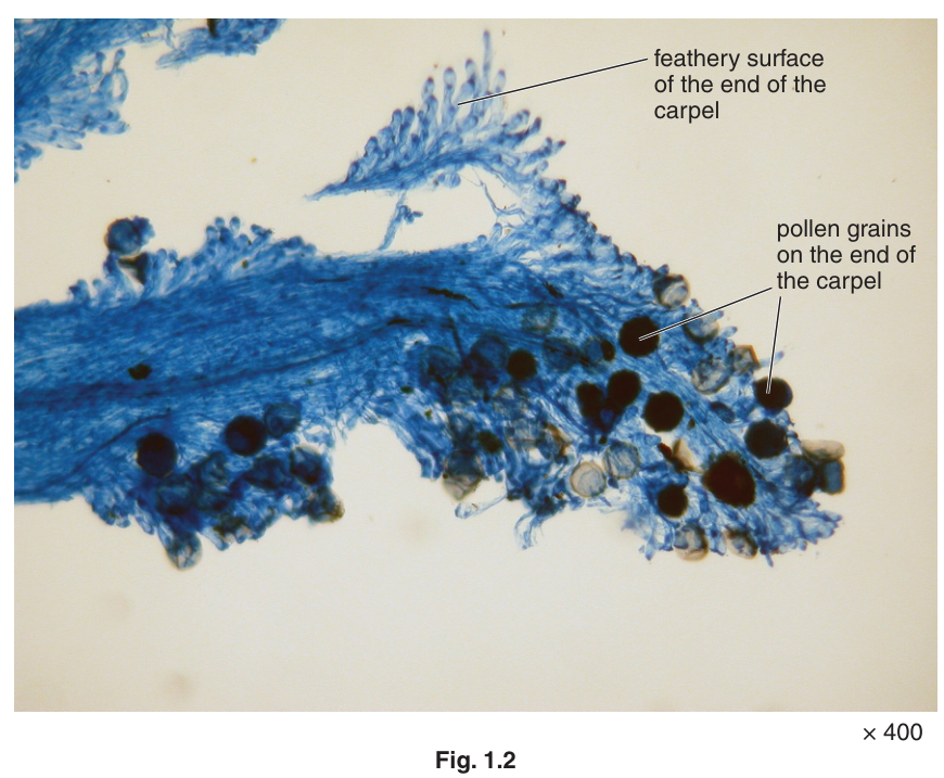 Fig. 1.2