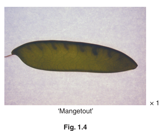 Fig. 1.4