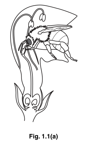 Fig. 1.1(a)