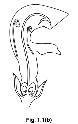 Fig. 1.1(b)