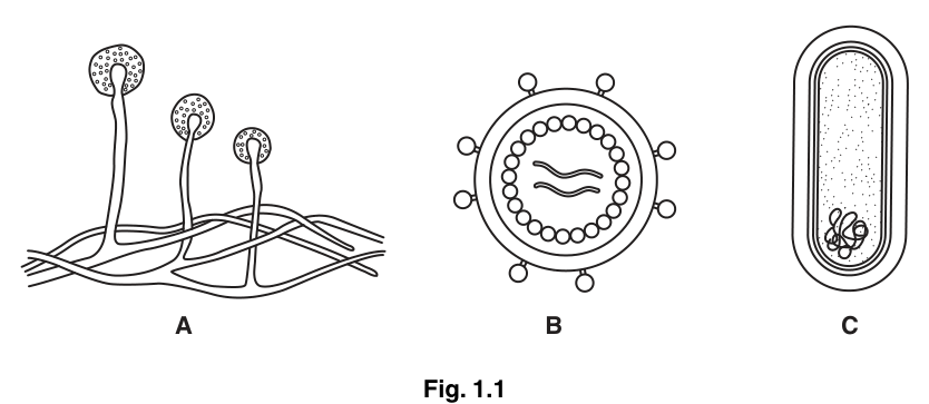 Fig. 1.1