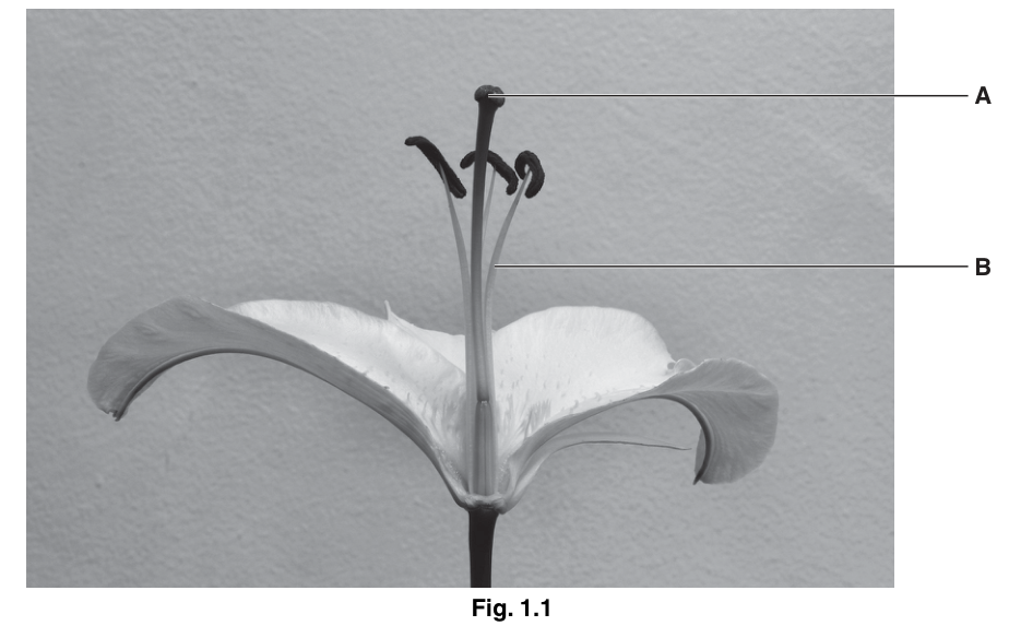 Fig. 1.1
