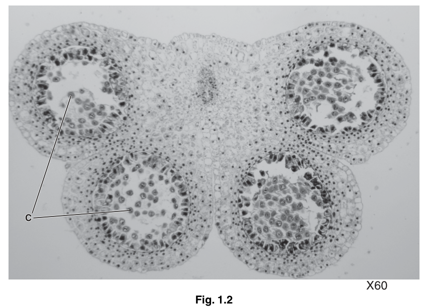 Fig. 1.2