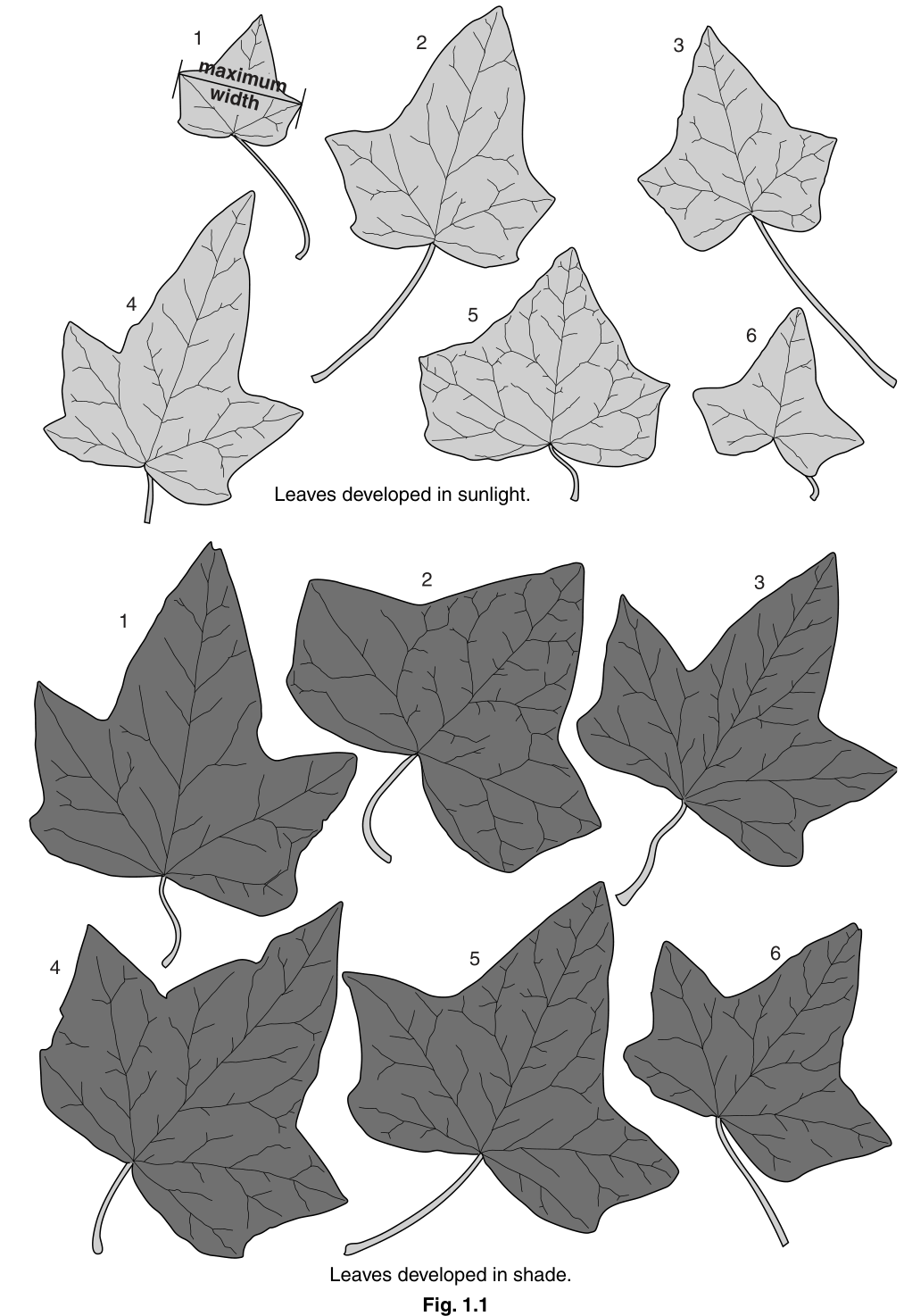 Fig. 1.1