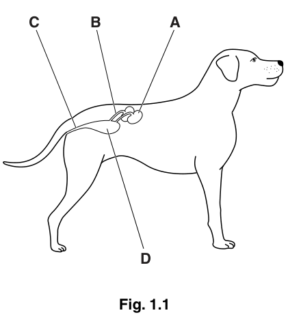 Fig. 1.1