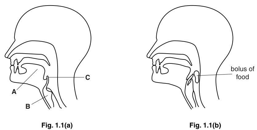 Fig. 1.1