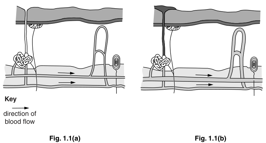 Fig. 1.1