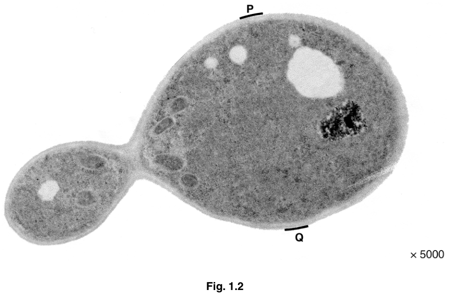 Fig. 1.2