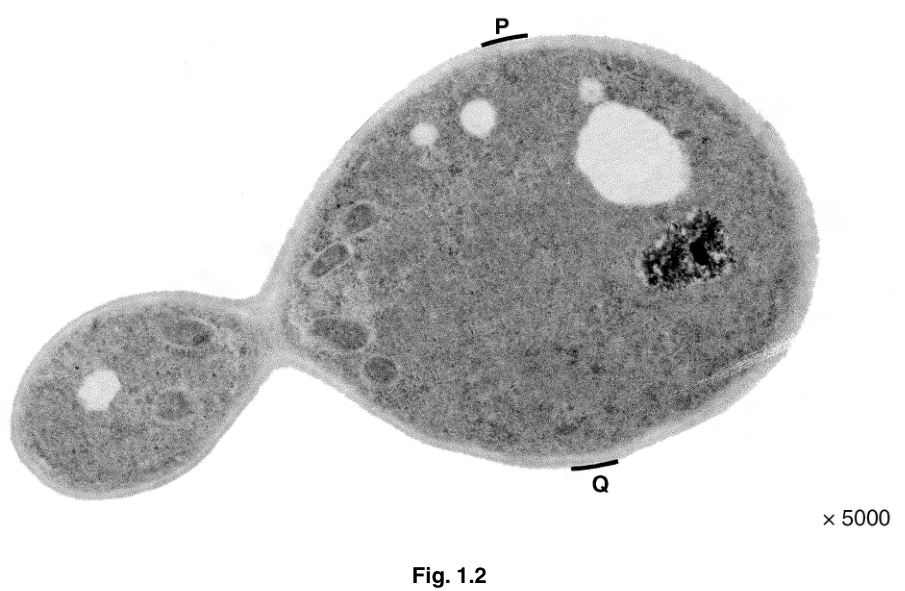 Fig. 1.2