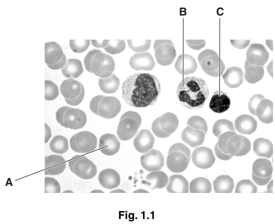 Fig. 1.1