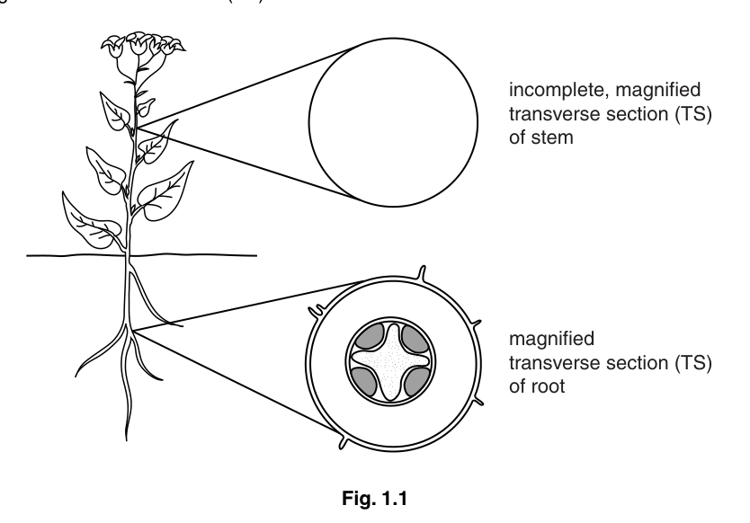 Fig. 1.1