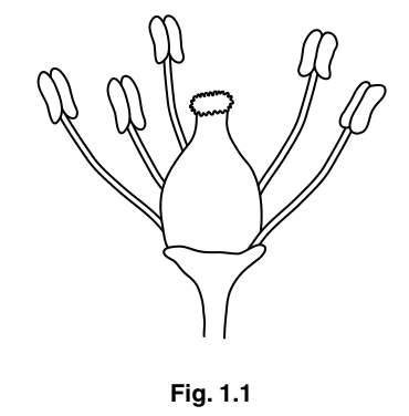 Fig. 1.1