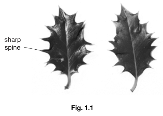 Fig. 1.1