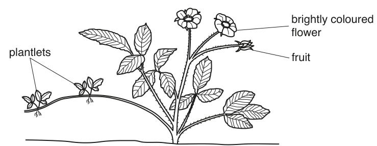 Fig. 1.1
