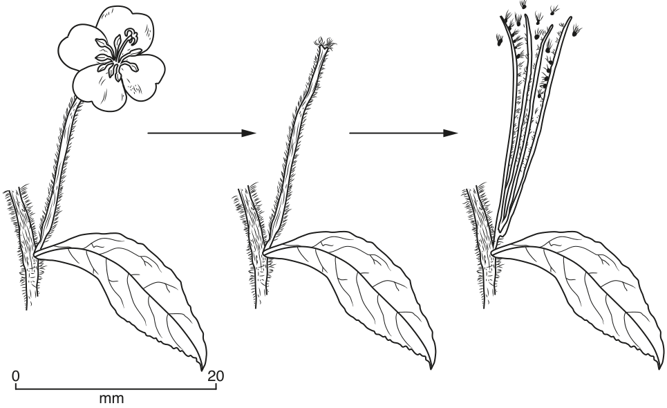 The diagram, as printed with the question.