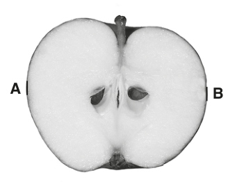 Fig. 1.1