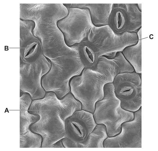 Fig. 1.1
