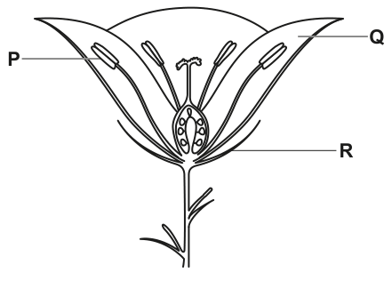 The diagram, as printed with the question.