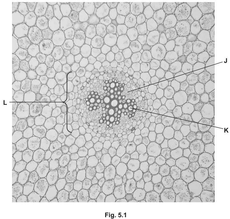 Fig. 5.1