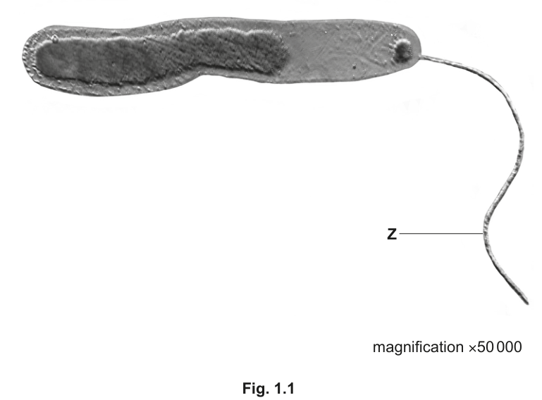 Fig. 1.1