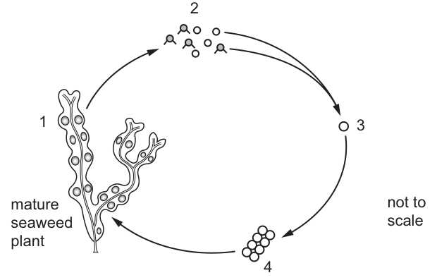 Fig. 29.1