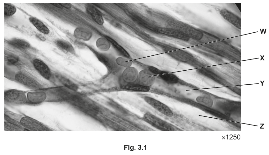 Fig. 3.1