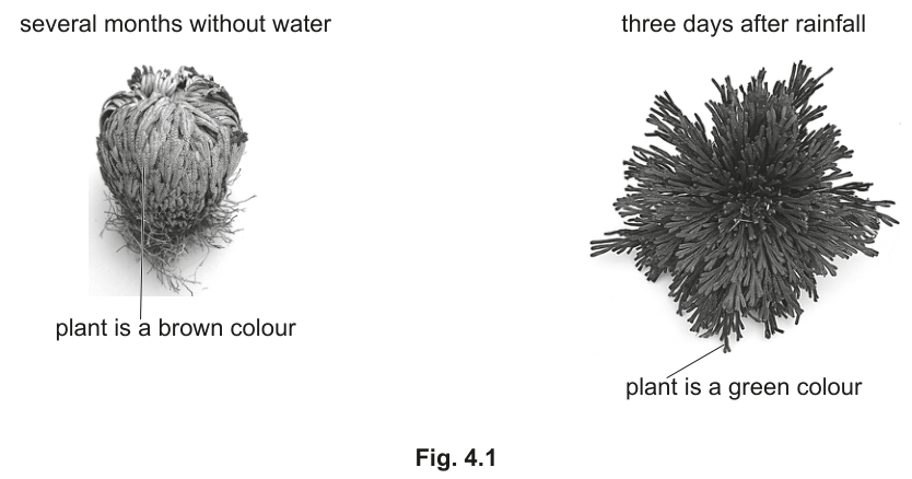 Fig. 4.1