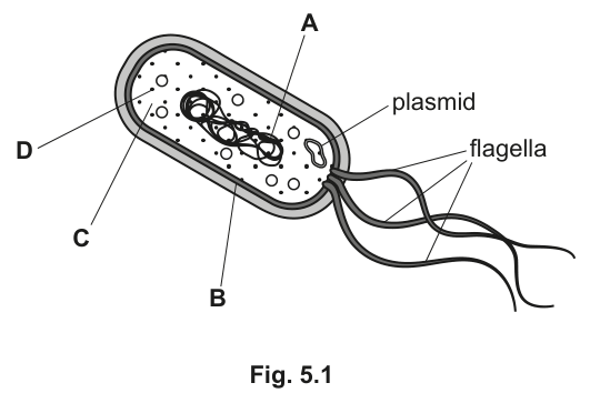 Fig. 5.1