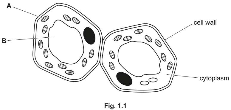 Fig. 1.1