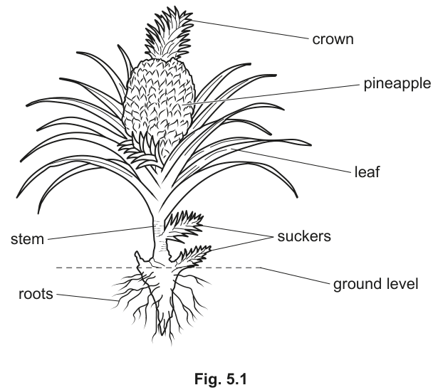Fig. 5.1