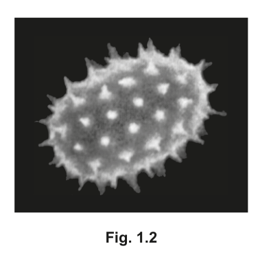 Fig. 1.2
