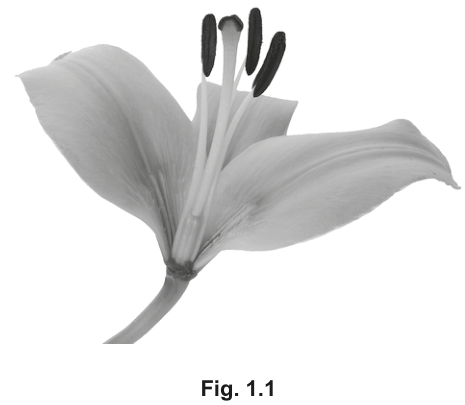 Fig. 1.1