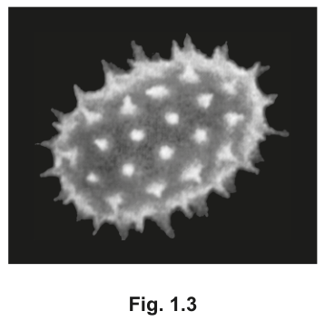 Fig. 1.3