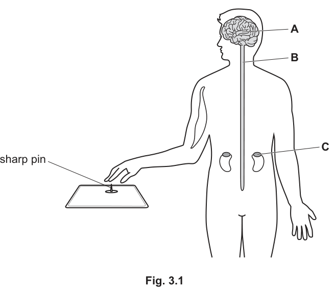 Fig. 3.1