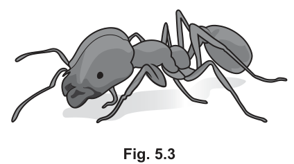 Fig. 5.3