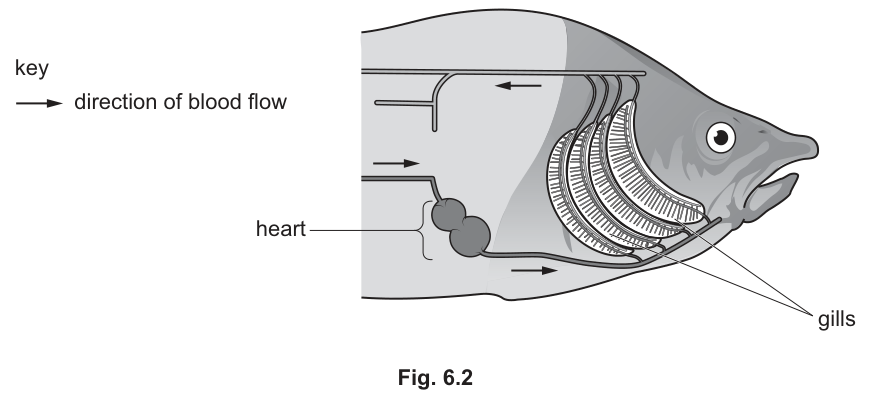 Fig. 6.2