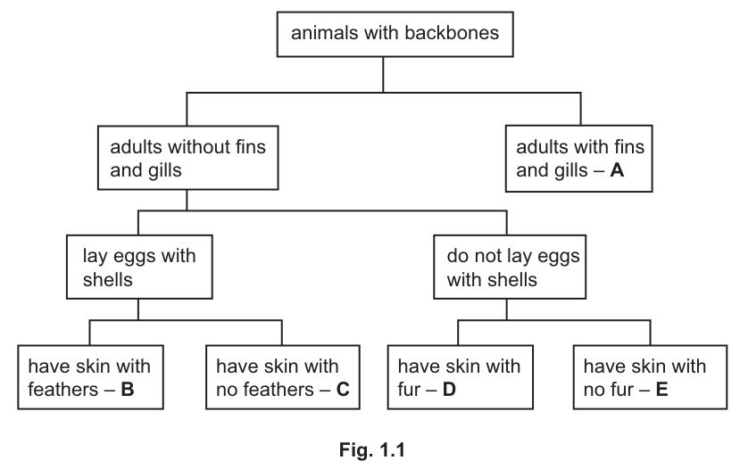 Fig. 1.1