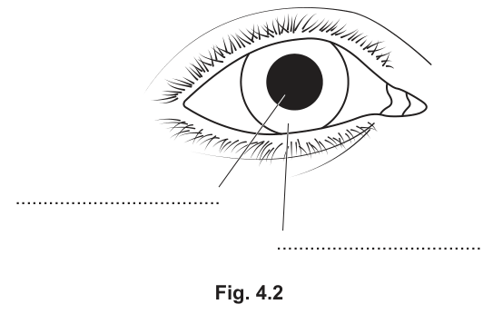 Fig. 4.2