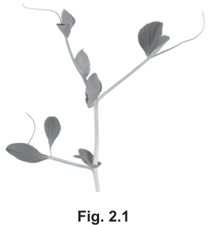 Fig. 2.1