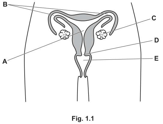 Fig. 1.1