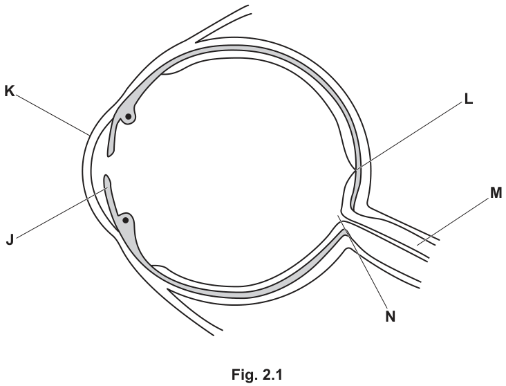 Fig. 2.1