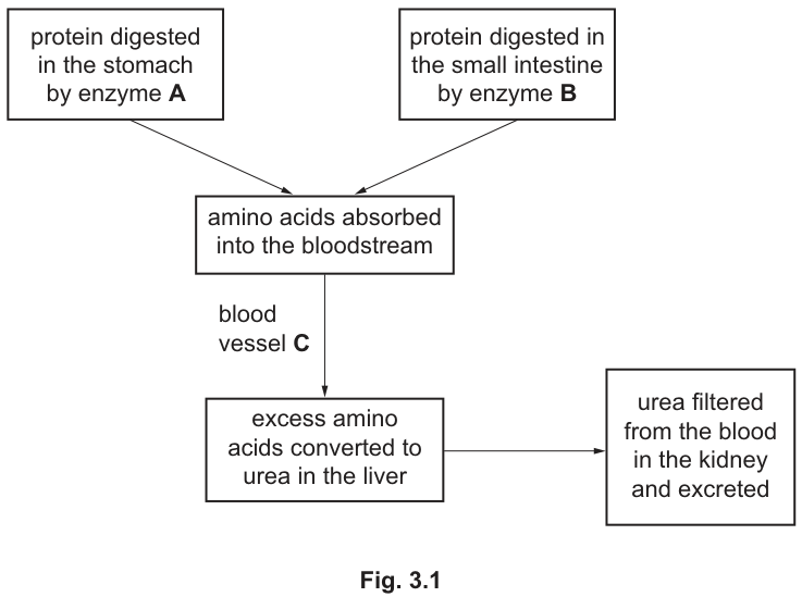 Fig. 3.1