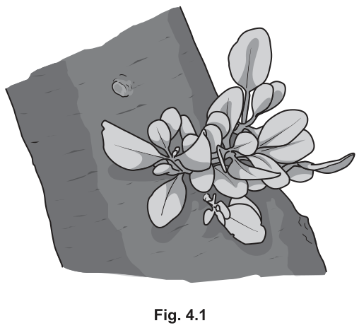 Fig. 4.1