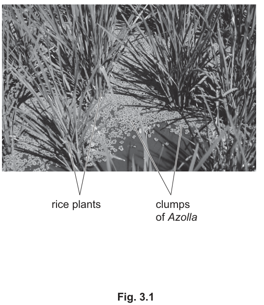 Fig. 3.1