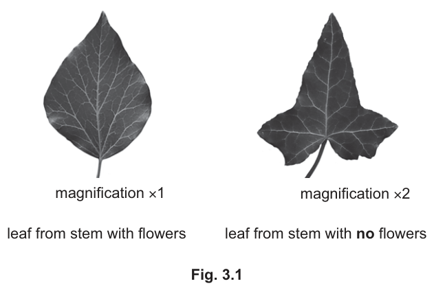 Fig. 3.1