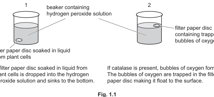 Fig. 1.1