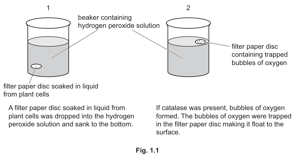 Fig. 1.1