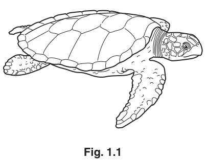Fig. 1.1